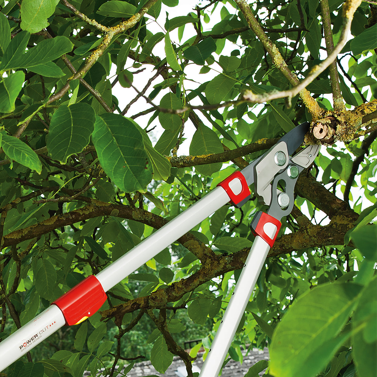 RS900T Telescopic Power Cut Anvil Lopper (4x Power)