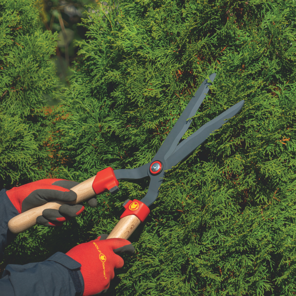 Box Tree & Topiary Shears